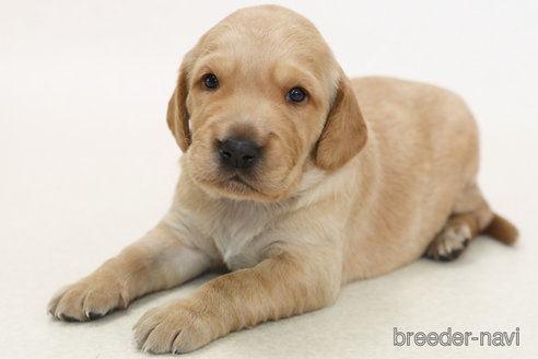 販売中の神奈川県のミックス犬-386732の1枚目